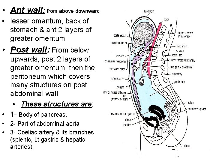  • Ant wall: from above downward • lesser omentum, back of stomach &