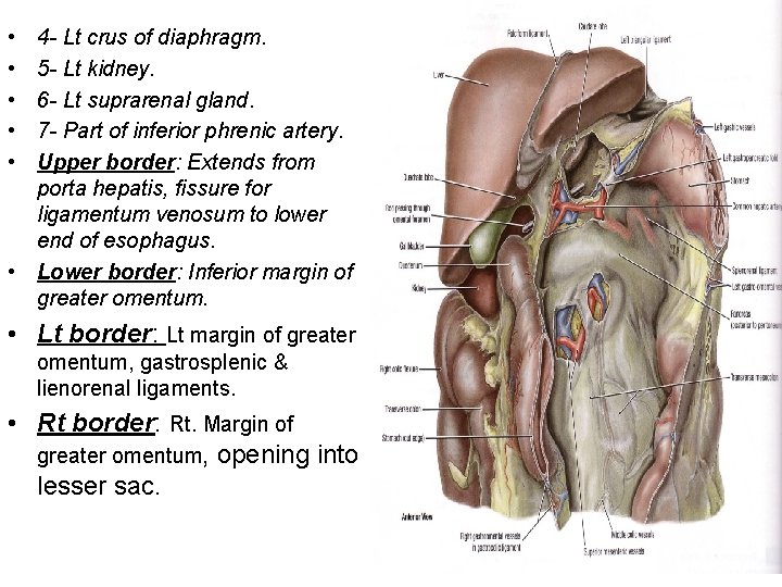  • • • 4 - Lt crus of diaphragm. 5 - Lt kidney.