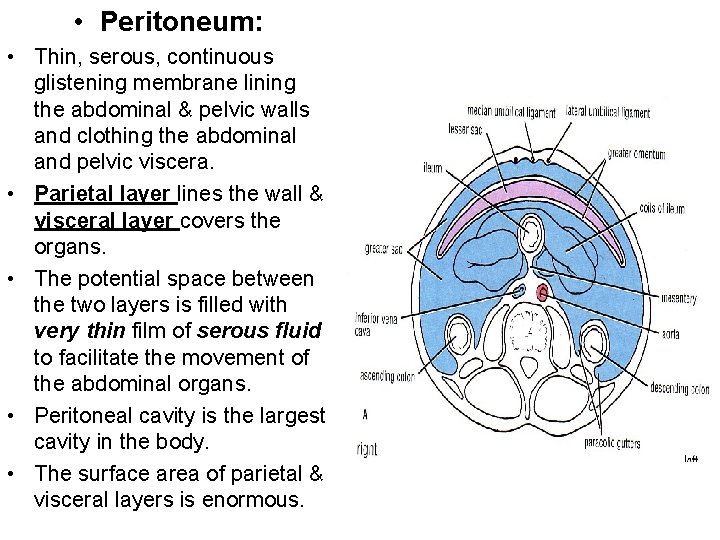  • Peritoneum: • Thin, serous, continuous glistening membrane lining the abdominal & pelvic