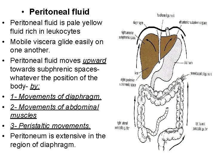  • Peritoneal fluid is pale yellow fluid rich in leukocytes • Mobile viscera