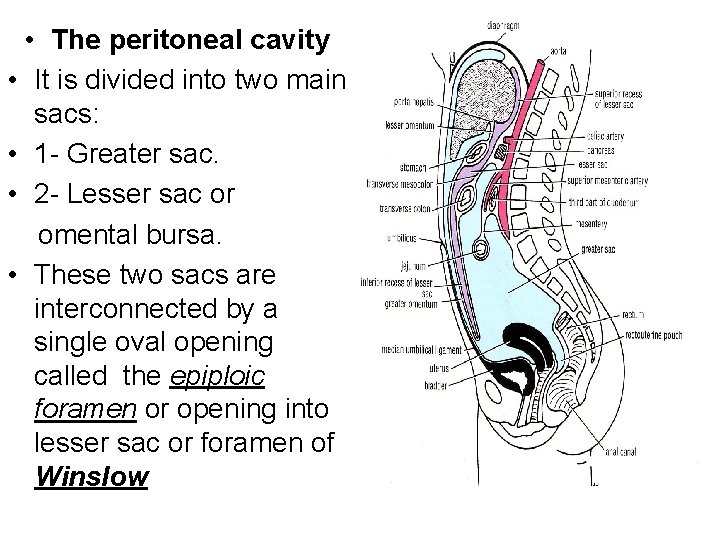  • The peritoneal cavity • It is divided into two main sacs: •