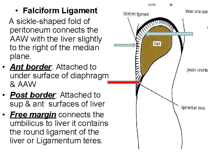  • Falciform Ligament A sickle-shaped fold of peritoneum connects the AAW with the