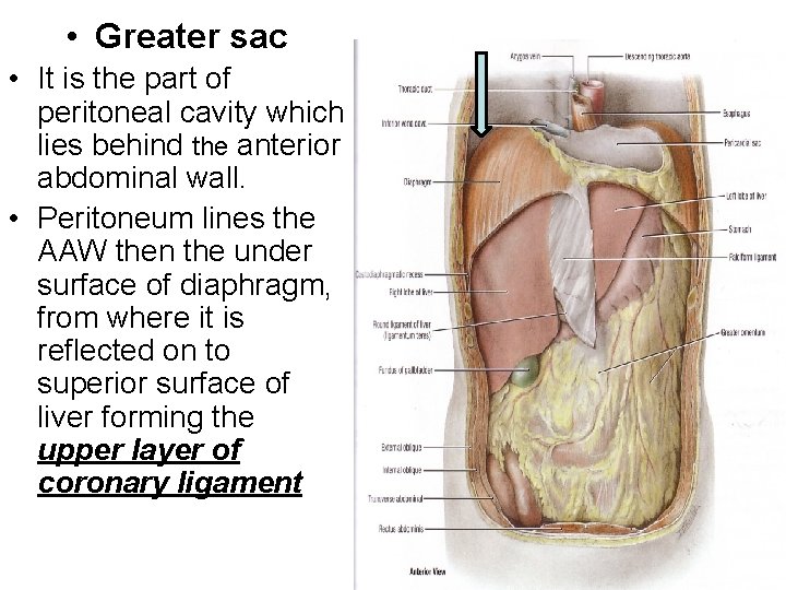  • Greater sac • It is the part of peritoneal cavity which lies