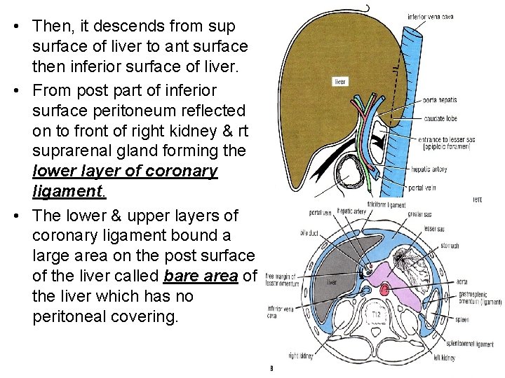  • Then, it descends from sup surface of liver to ant surface then