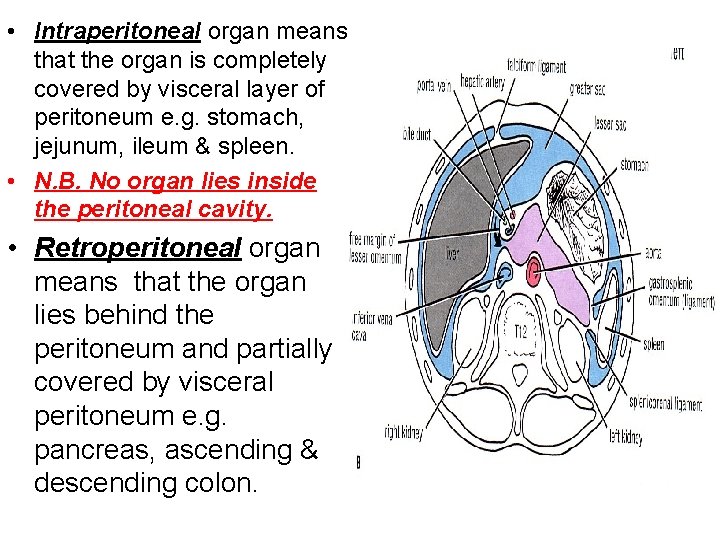  • Intraperitoneal organ means that the organ is completely covered by visceral layer
