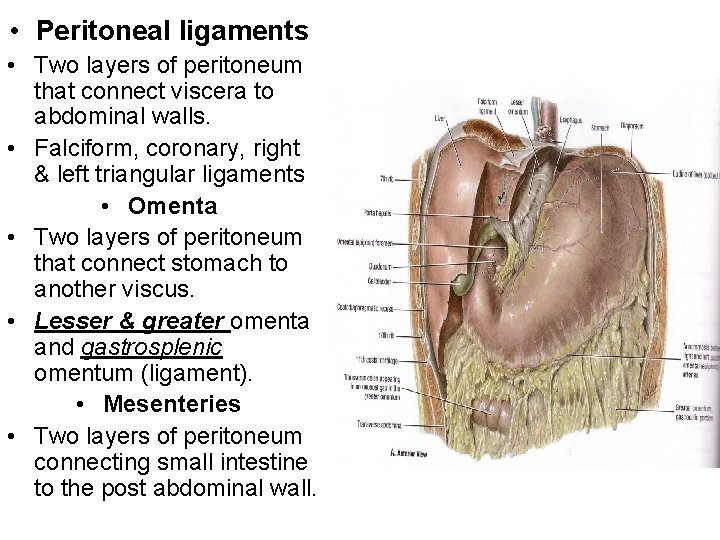  • Peritoneal ligaments • Two layers of peritoneum that connect viscera to abdominal
