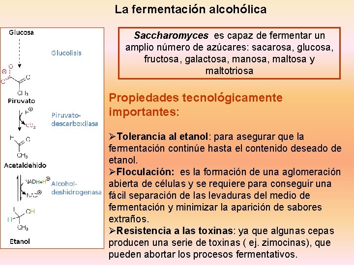 La fermentación alcohólica Saccharomyces es capaz de fermentar un amplio número de azúcares: sacarosa,