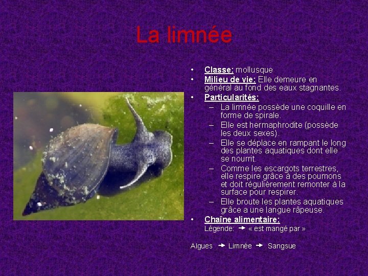 La limnée • • Classe: mollusque Milieu de vie: Elle demeure en général au