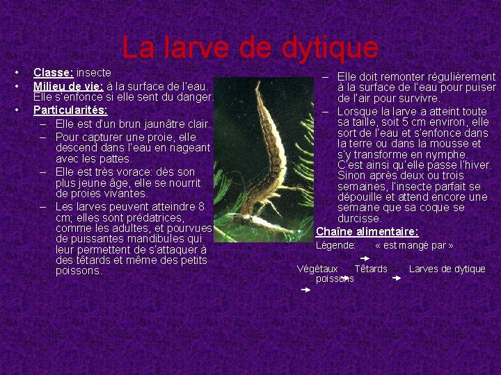 La larve de dytique • • • Classe: insecte Milieu de vie: à la