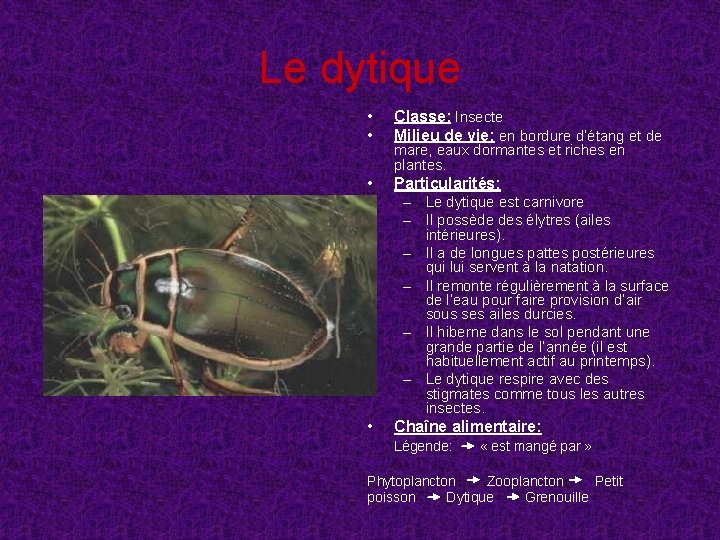 Le dytique • • Classe: Insecte Milieu de vie: en bordure d’étang et de