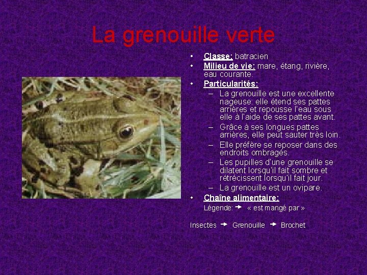La grenouille verte • • Classe: batracien Milieu de vie: mare, étang, rivière, eau
