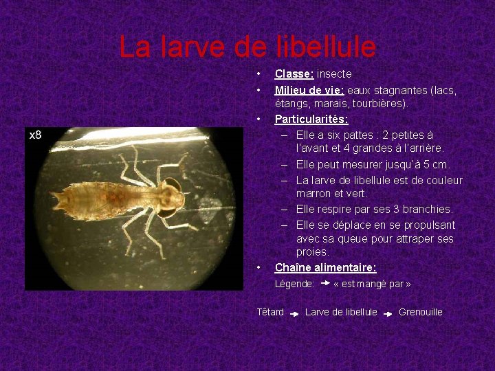 La larve de libellule • • Classe: insecte Milieu de vie: eaux stagnantes (lacs,