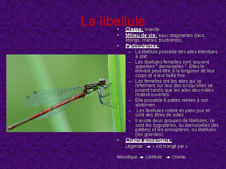 La libellule • • Classe: insecte Milieu de vie: eaux stagnantes (lacs, • Particularités: