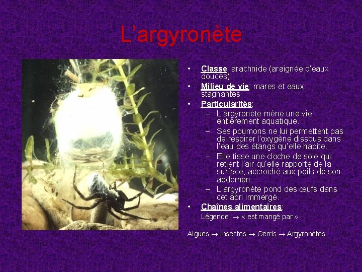 L’argyronète • • Classe: arachnide (araignée d’eaux douces) Milieu de vie: mares et eaux