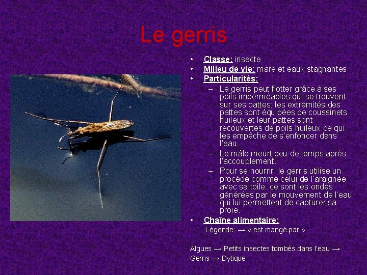 Le gerris • • Classe: insecte Milieu de vie: mare et eaux stagnantes Particularités: