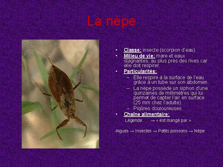 La nèpe • • Classe: insecte (scorpion d’eau) Milieu de vie: mare et eaux