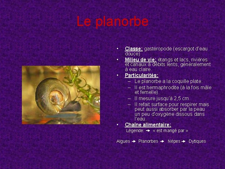 Le planorbe • • Classe: gastéropode (escargot d’eau douce) Milieu de vie: étangs et