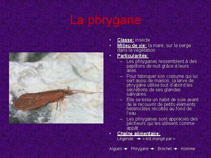 La phrygane • • Classe: insecte Milieu de vie: la mare, sur la berge