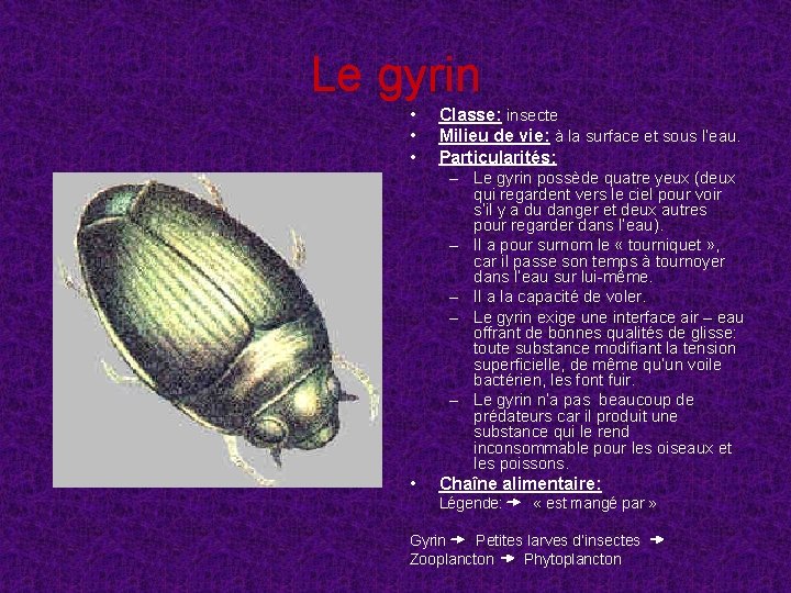 Le gyrin • • • Classe: insecte Milieu de vie: à la surface et