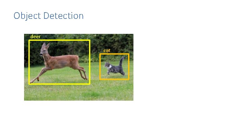 Object Detection deer cat 