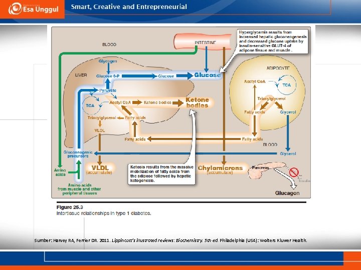 Sumber: Harvey RA, Ferrier DR. 2011. Lippincott’s illustrated reviews: Biochemistry. 5 th ed. Philadelphia