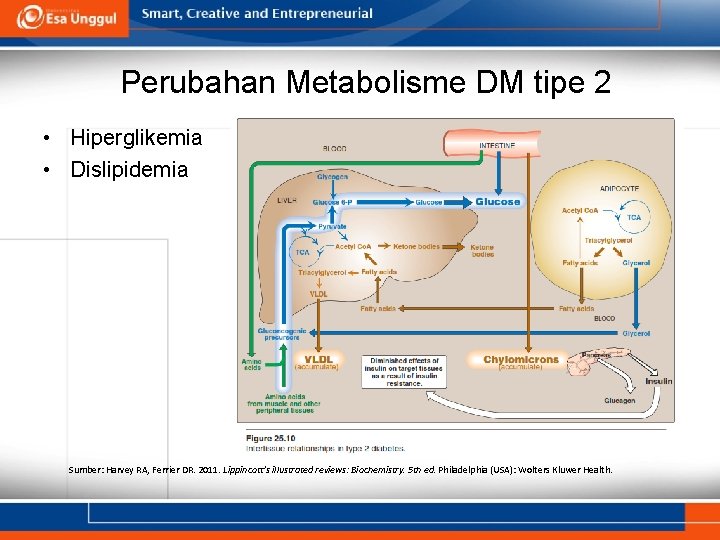 Perubahan Metabolisme DM tipe 2 • Hiperglikemia • Dislipidemia Sumber: Harvey RA, Ferrier DR.