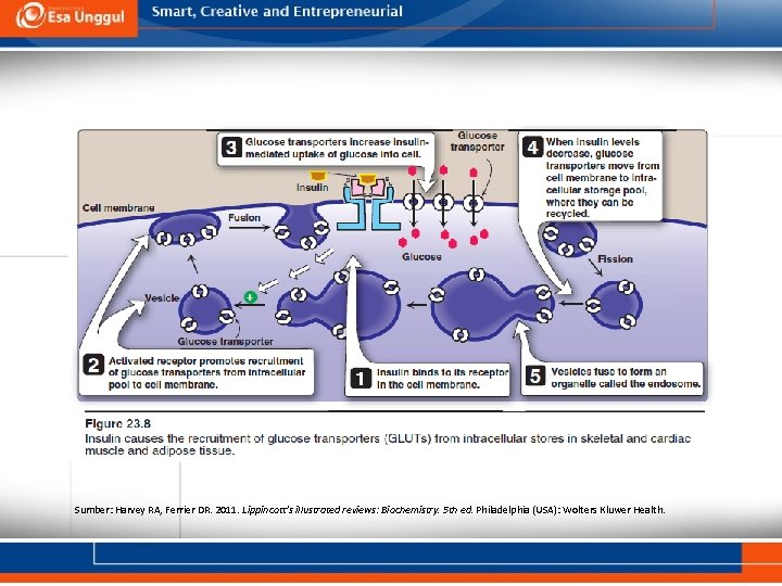 Sumber: Harvey RA, Ferrier DR. 2011. Lippincott’s illustrated reviews: Biochemistry. 5 th ed. Philadelphia