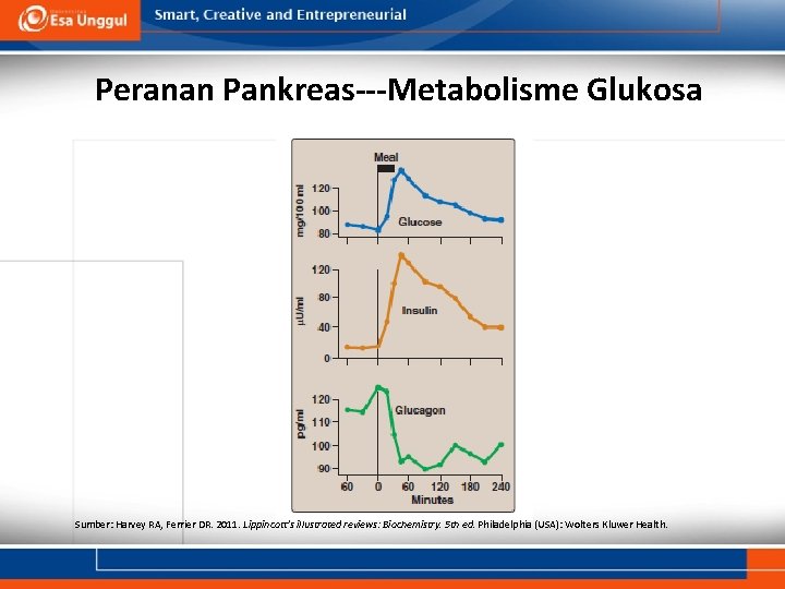 Peranan Pankreas---Metabolisme Glukosa Sumber: Harvey RA, Ferrier DR. 2011. Lippincott’s illustrated reviews: Biochemistry. 5