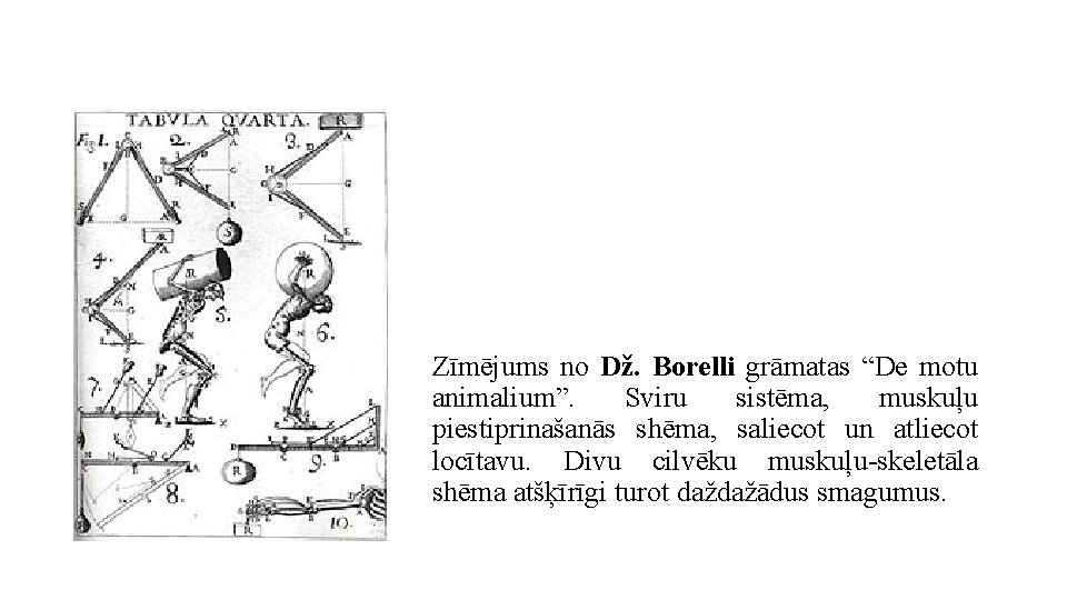 Zīmējums no Dž. Borelli grāmatas “De motu animalium”. Sviru sistēma, muskuļu piestiprinašanās shēma, saliecot