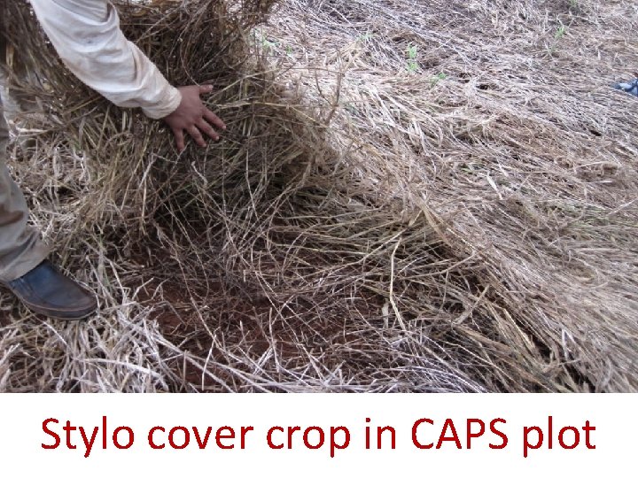 Stylo cover crop in CAPS plot 