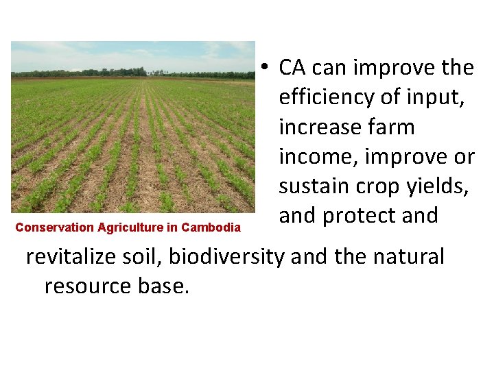 Conservation Agriculture in Cambodia • CA can improve the efficiency of input, increase farm