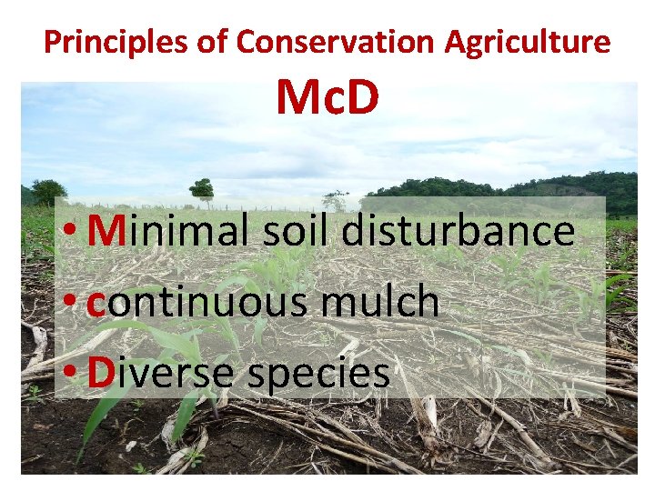 Principles of Conservation Agriculture Mc. D • Minimal soil disturbance • continuous mulch •