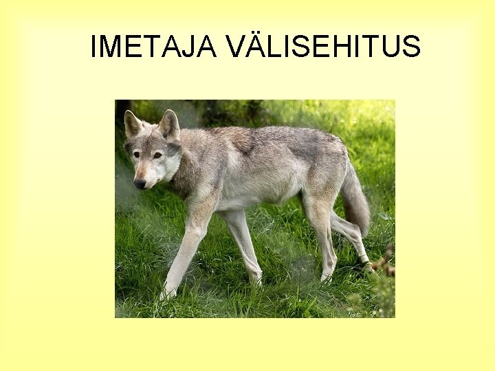 IMETAJA VÄLISEHITUS 