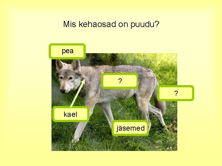 Mis kehaosad on puudu? pea ? ? kael jäsemed 