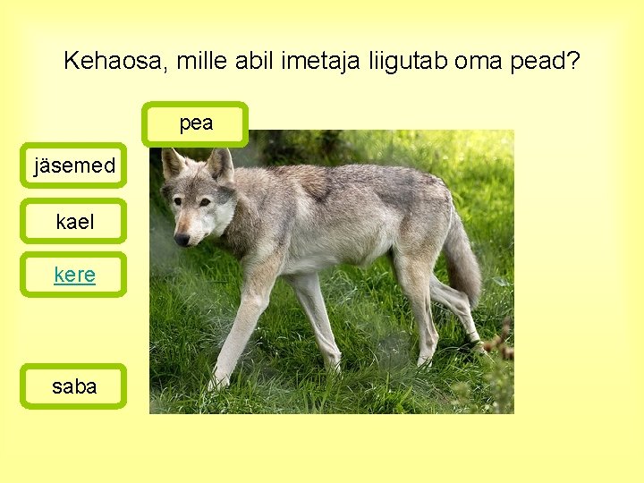 Kehaosa, mille abil imetaja liigutab oma pead? pea jäsemed kael kere saba 