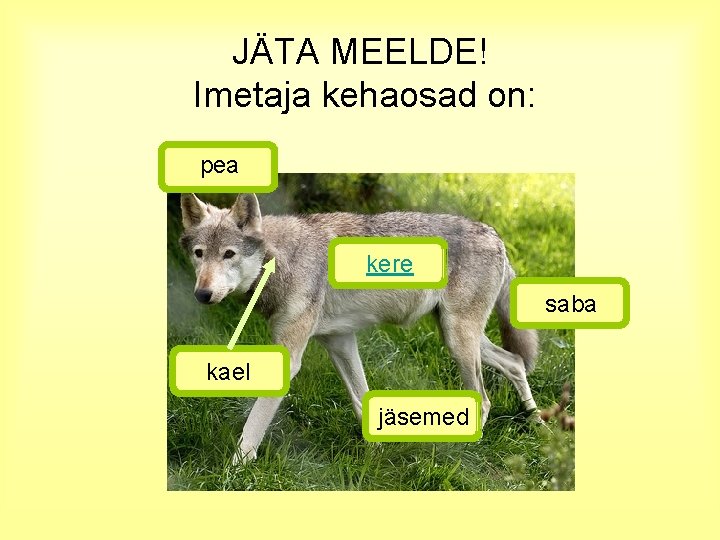 JÄTA MEELDE! Imetaja kehaosad on: pea kere saba kael jäsemed 