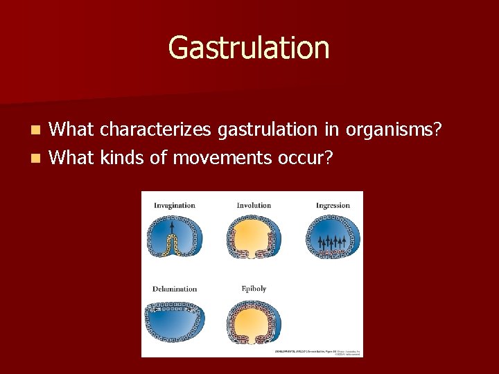 Gastrulation What characterizes gastrulation in organisms? n What kinds of movements occur? n 