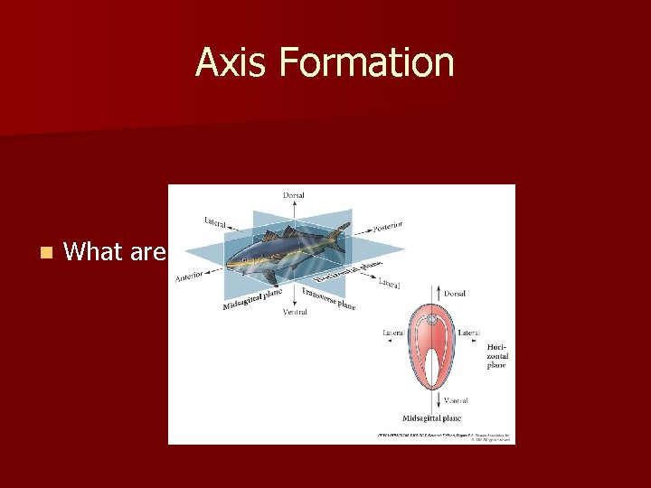 Axis Formation n What are three major body axes? 