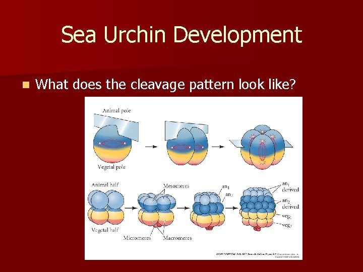 Sea Urchin Development n What does the cleavage pattern look like? 