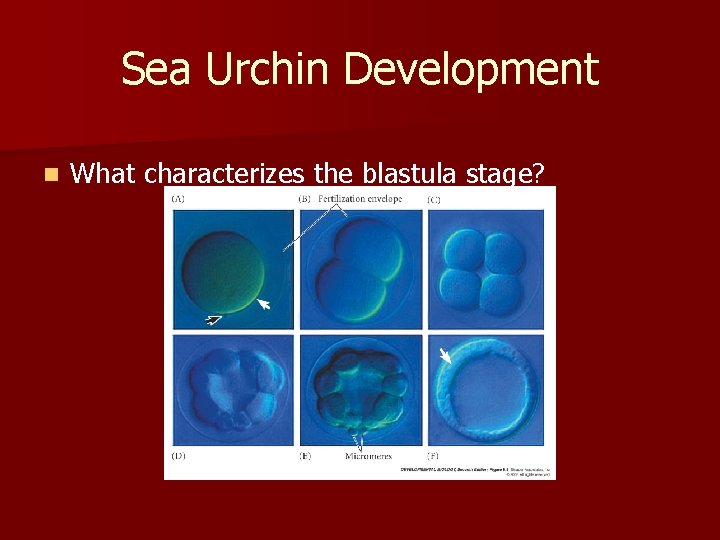 Sea Urchin Development n What characterizes the blastula stage? 