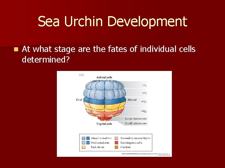 Sea Urchin Development n At what stage are the fates of individual cells determined?