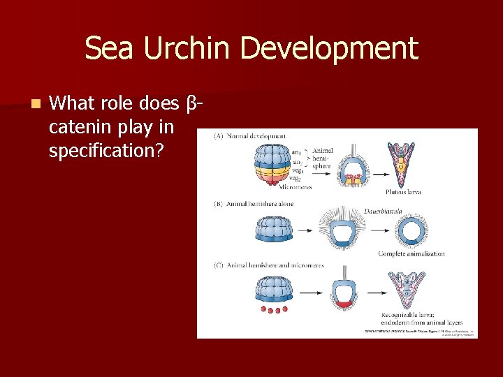 Sea Urchin Development n What role does βcatenin play in specification? 