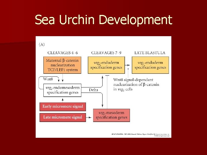 Sea Urchin Development 