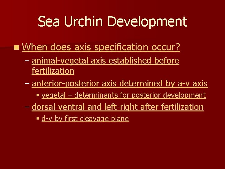 Sea Urchin Development n When does axis specification occur? – animal-vegetal axis established before