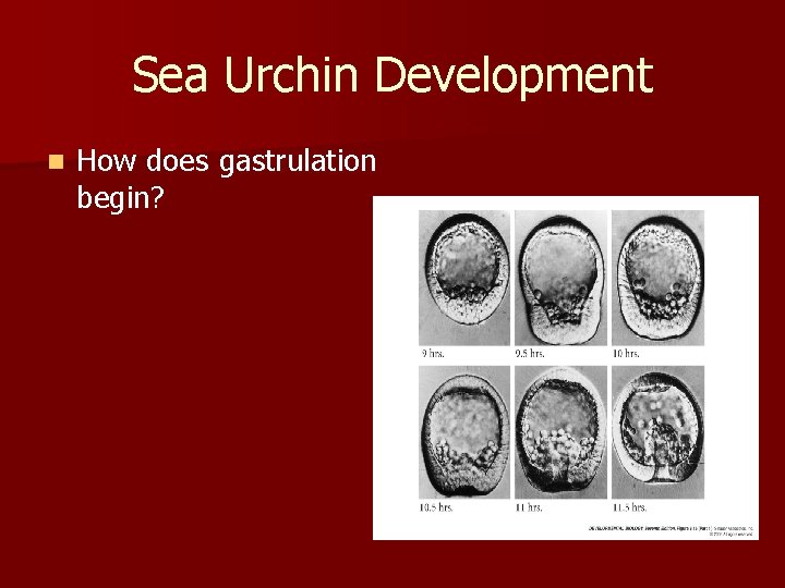 Sea Urchin Development n How does gastrulation begin? 