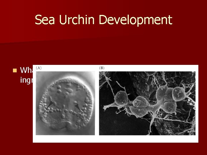 Sea Urchin Development n What appears to be responsible for the ingression of primary