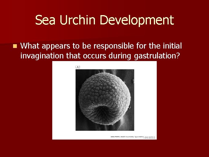 Sea Urchin Development n What appears to be responsible for the initial invagination that