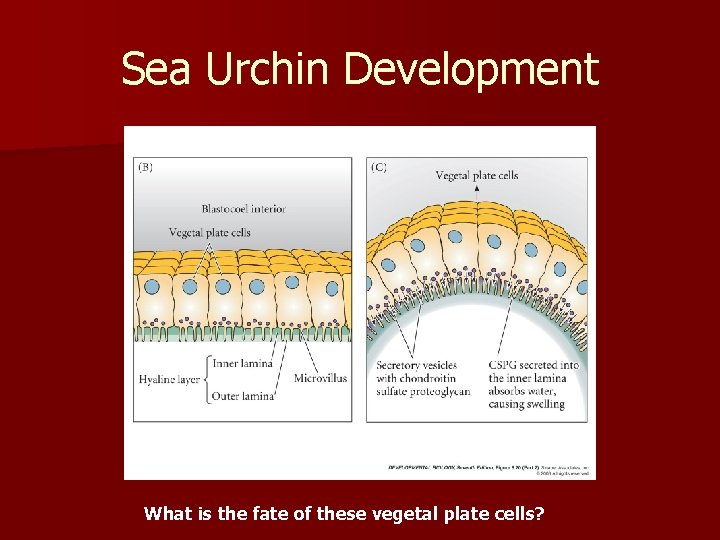 Sea Urchin Development What is the fate of these vegetal plate cells? 
