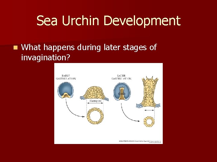 Sea Urchin Development n What happens during later stages of invagination? 