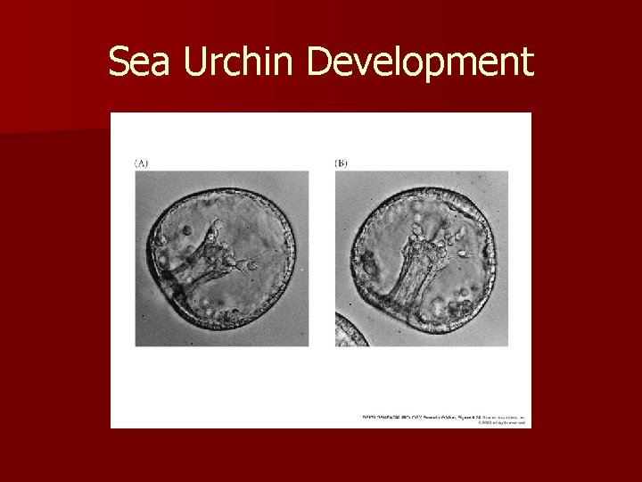 Sea Urchin Development 